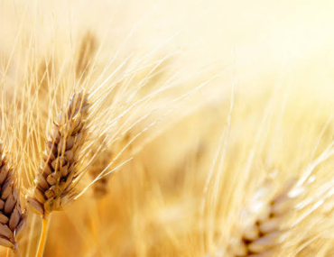 lui vede solo il grano